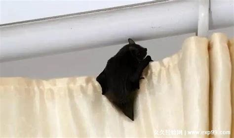 穎 屬性 蝙蝠飞进家里是好是坏